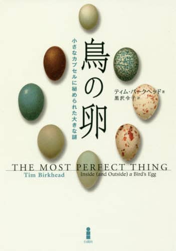 ̗ ȃJvZɔ߂ꂽ傫ȓ eBEo[Nwbh/ ߎq/