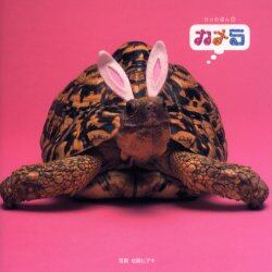 カメら　カメくんは人気者