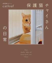 保護猫チャイさんの日常