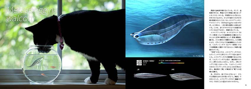 リアルサイズ古生物図鑑 古生物のサイズが実感できる！ 古生代編