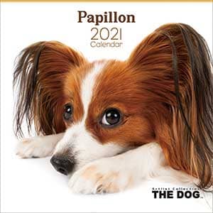 パピヨン　２０２１年カレンダー