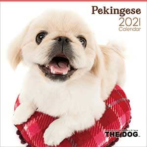 ペキニーズ　２０２１年カレンダー