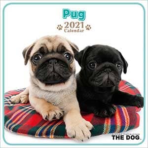 （ミニ）パグ　２０２１年カレンダー