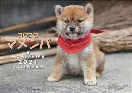 コロコロマメシバ　２０２１年カレンダー