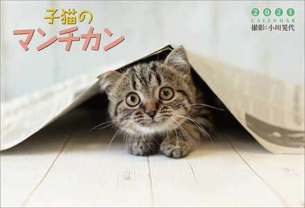 子猫のマンチカン　２０２１年カレンダー