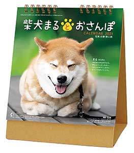 卓上　柴犬まるとおさんぽ　２０２１年カレンダー