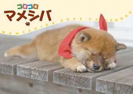 コロコロマメシバ　２０２２年カレンダー
