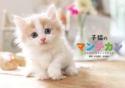 子猫のマンチカン　２０２２年カレンダー