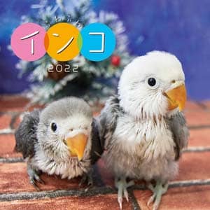 ふわふわインコ　２０２２年カレンダー