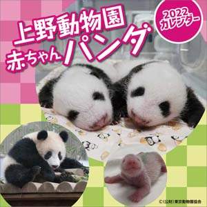 上野動物園赤ちゃんパンダ　２０２２年カレンダー
