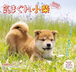気まぐれ小柴カレンダー２０２６