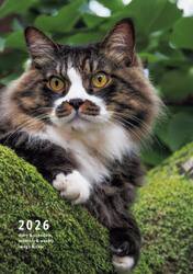 岩合光昭ねこｄｉａｒｙ＆ｓｃｈｅｄｕｌｅ