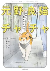 元野良猫チャチャ本日も見まわり中