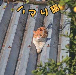 ハマり猫