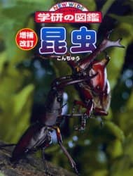 昆虫