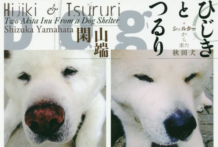 ひじきとつるり　シェルターから来た秋田犬