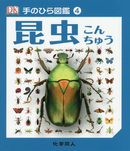 昆虫 昆虫